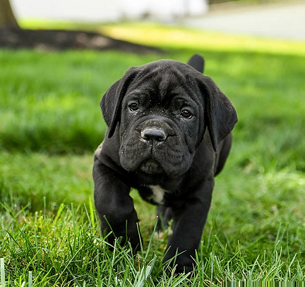 Cane Corso Puppies For Sale in Mumbai
