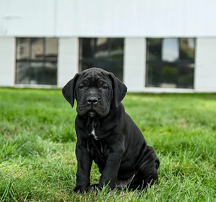 Cane Corso Puppies For Sale in Visakhapatnam