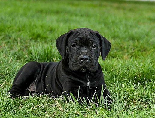 Cane Corso Puppies For Sale in Mysuru