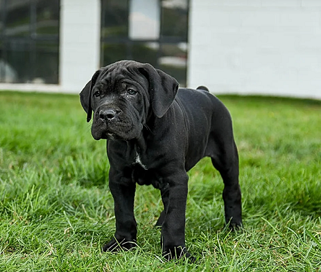 Cane Corso Puppies For Sale in Jodhpur