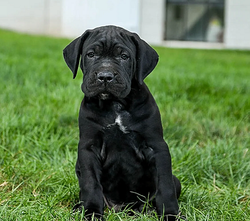 Cane Corso Puppies For Sale in Shimla