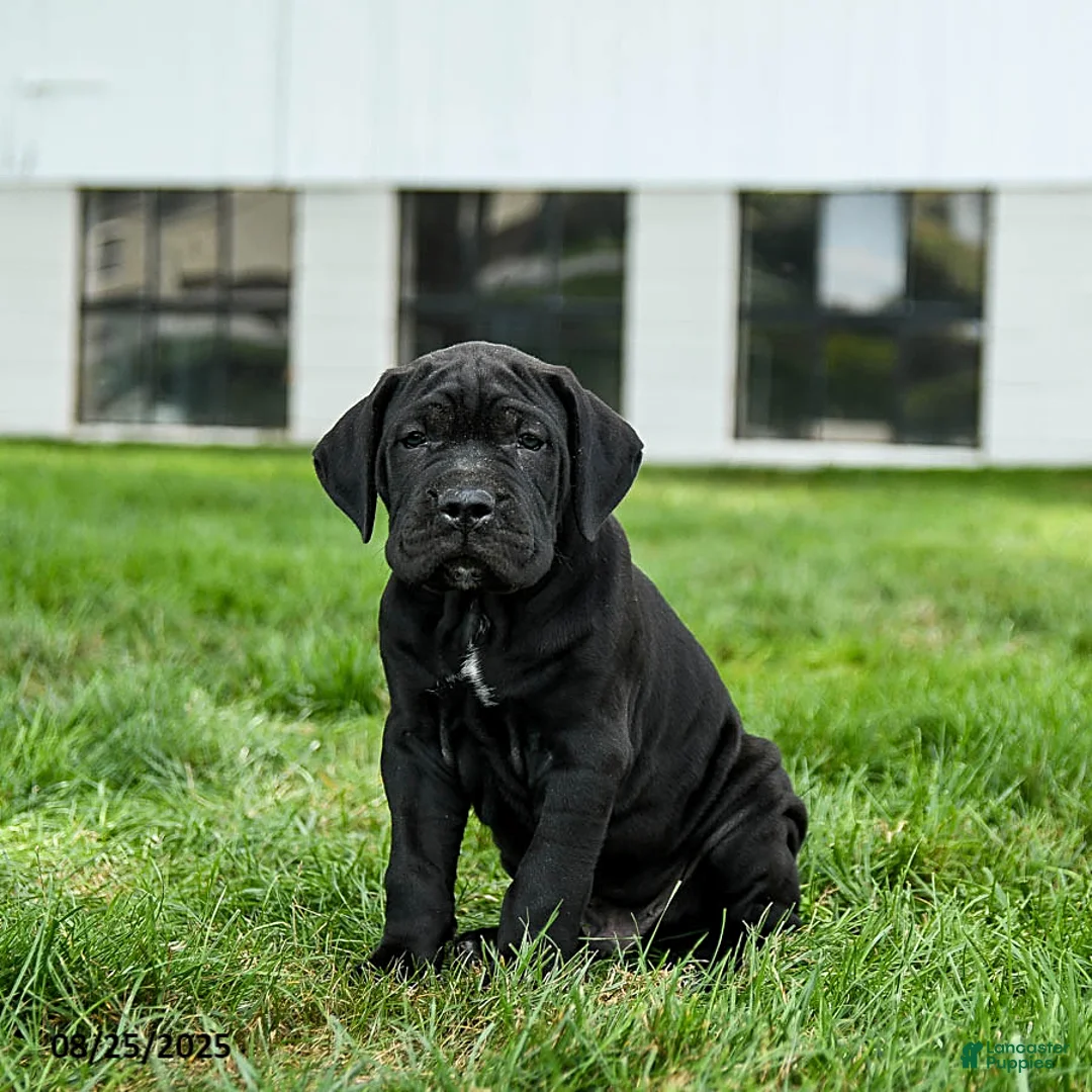 Cane Corso Puppies For Sale in Nagpur
