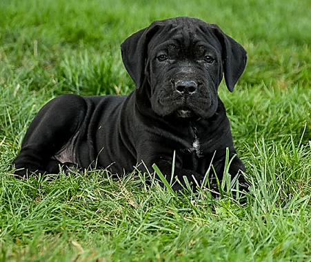 Cane Corso Puppies For Sale in Madurai