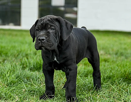 Cane Corso Puppies For Sale in Gurugram