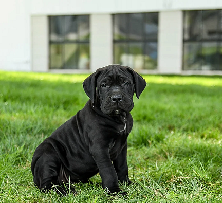Cane Corso Puppies For Sale in Noida