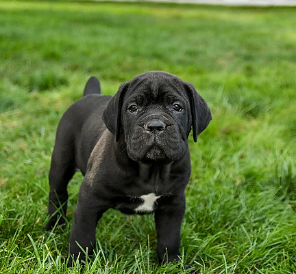 Cane Corso Puppies For Sale in Thiruvananthapuram