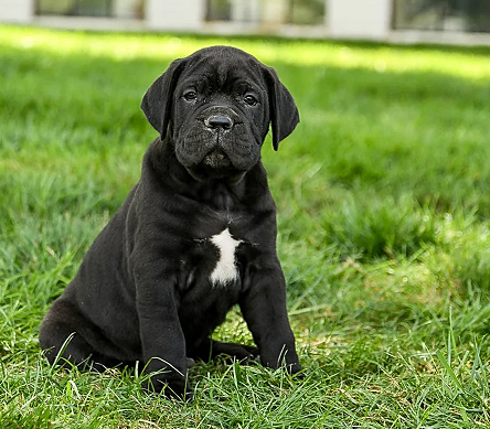 Cane Corso Puppies For Sale in Bangalore