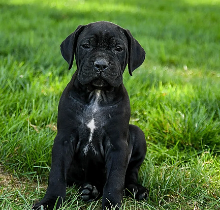 Cane Corso Puppies For Sale in Bhubaneswar