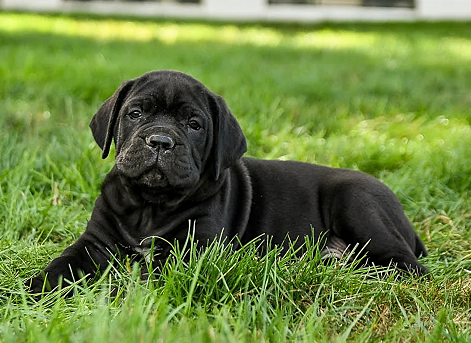 Cane Corso Puppies For Sale in Chennai