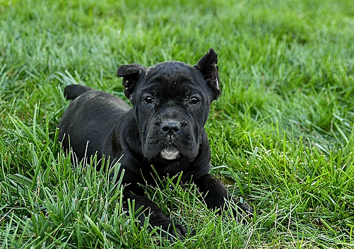 Cane Corso Puppies For Sale in Kolkata