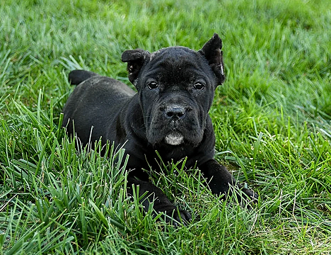 Cane Corso Puppies For Sale in Hyderabad