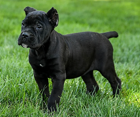 Cane Corso Puppies For Sale in Pune