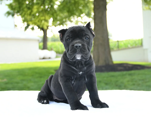 Cane Corso Puppies For Sale in Jaipur