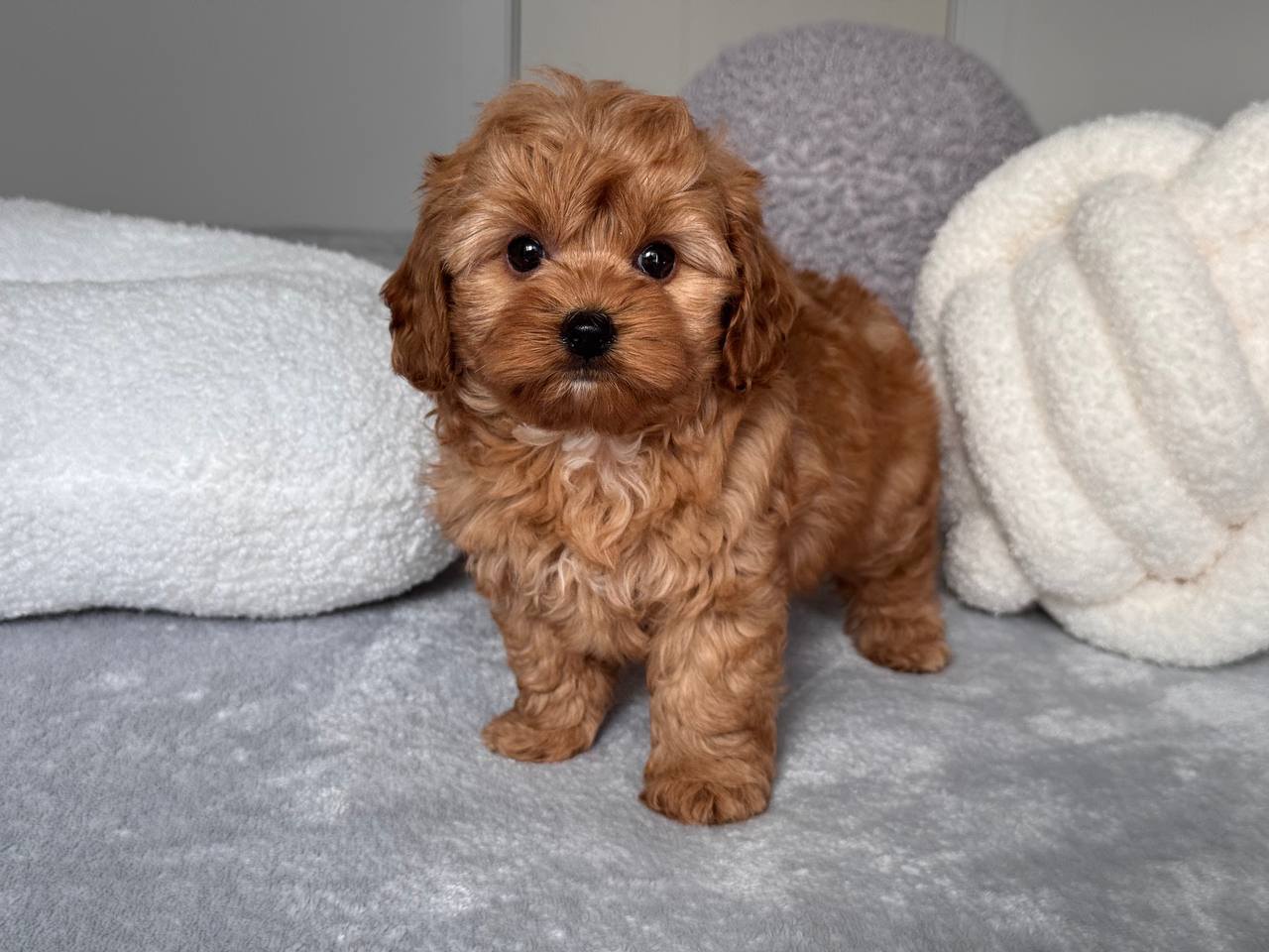 Cavapoo for Sale in Ahmedabad