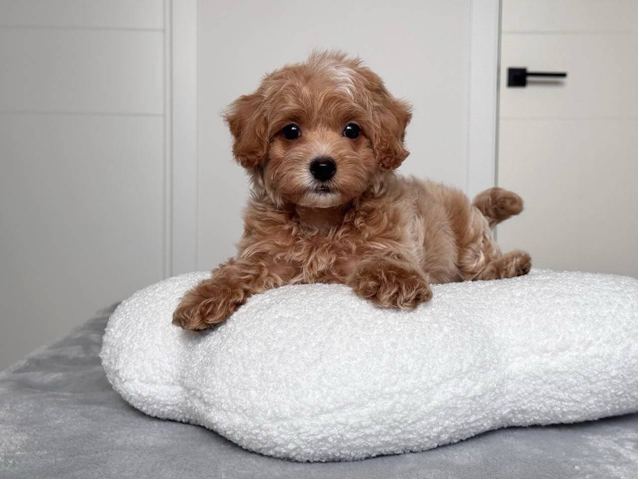 Cavapoo for Sale in Prayagraj