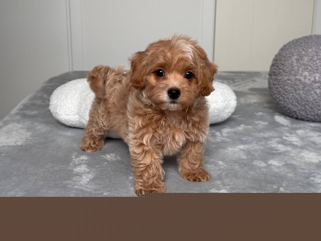 Cavapoo for Sale in Dwarka