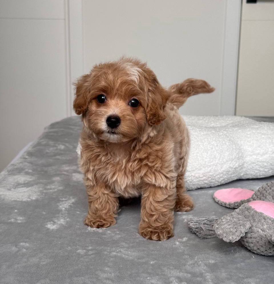 Cavapoo for Sale in Jodhpur