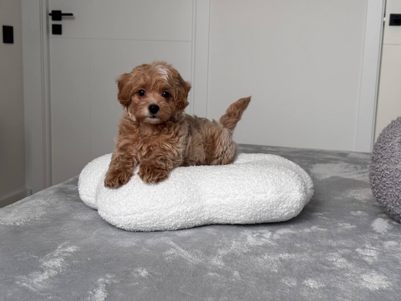 Cavapoo for Sale in Silchar
