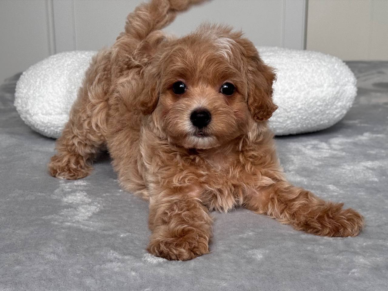 Cavapoo for Sale in Thoubal