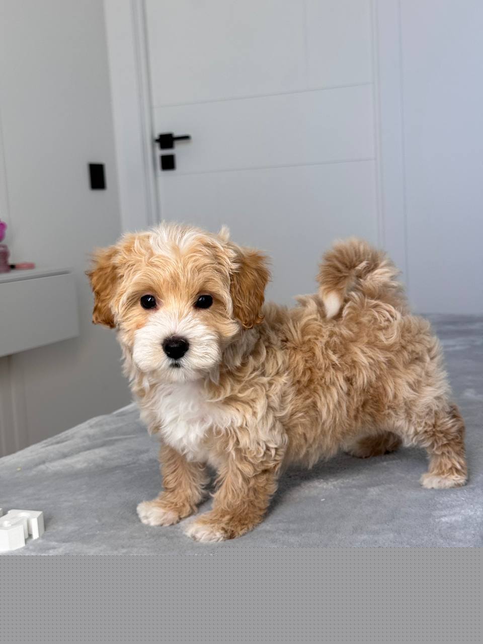 Cavapoo for Sale in Bhagalpur