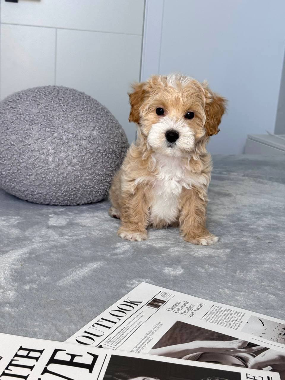 Cavapoo for Sale in Asansol