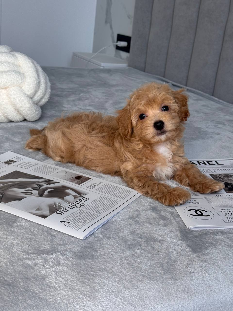 Cavapoo for Sale in Mangan