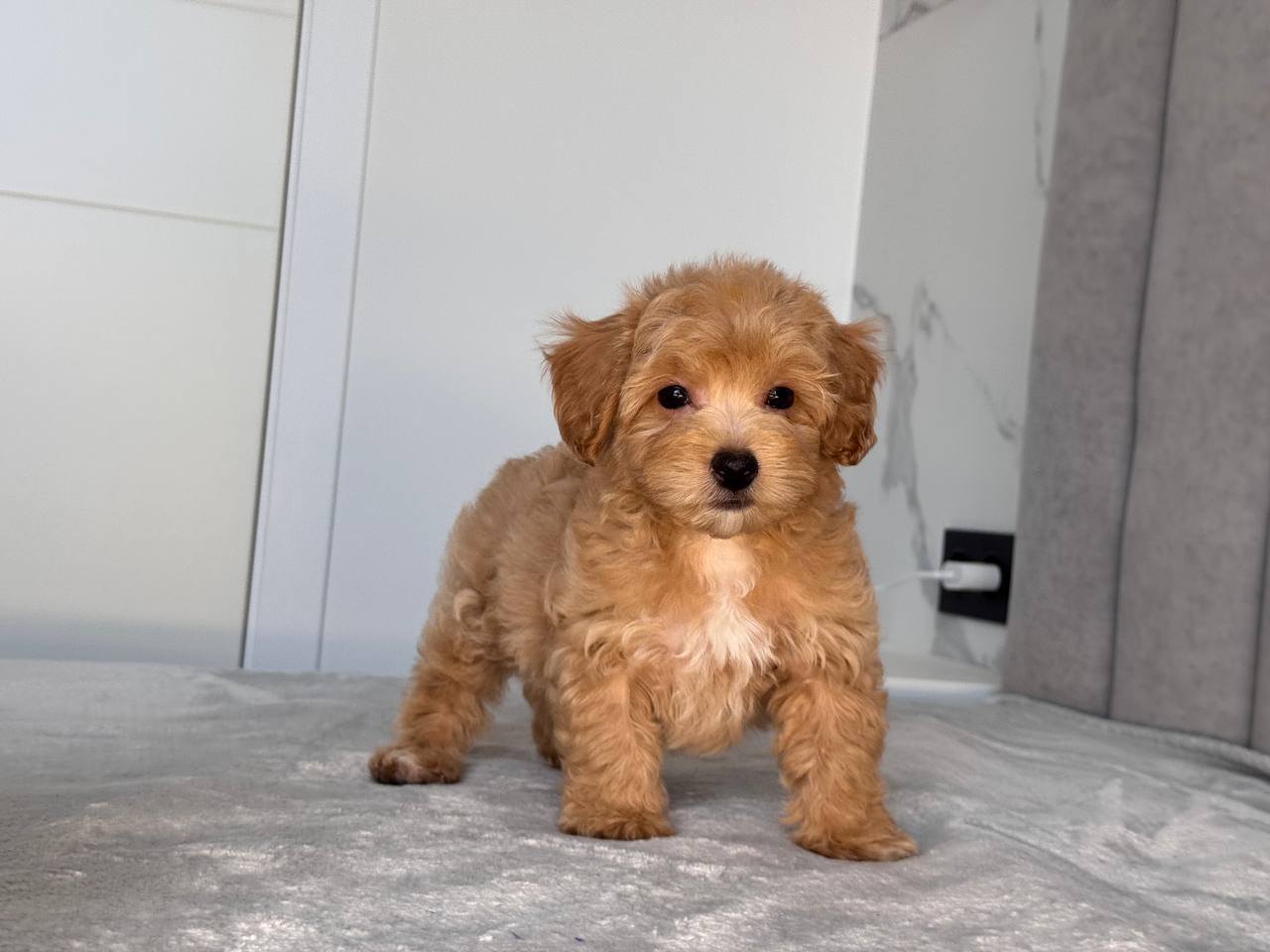 Cavapoo for Sale in Patna