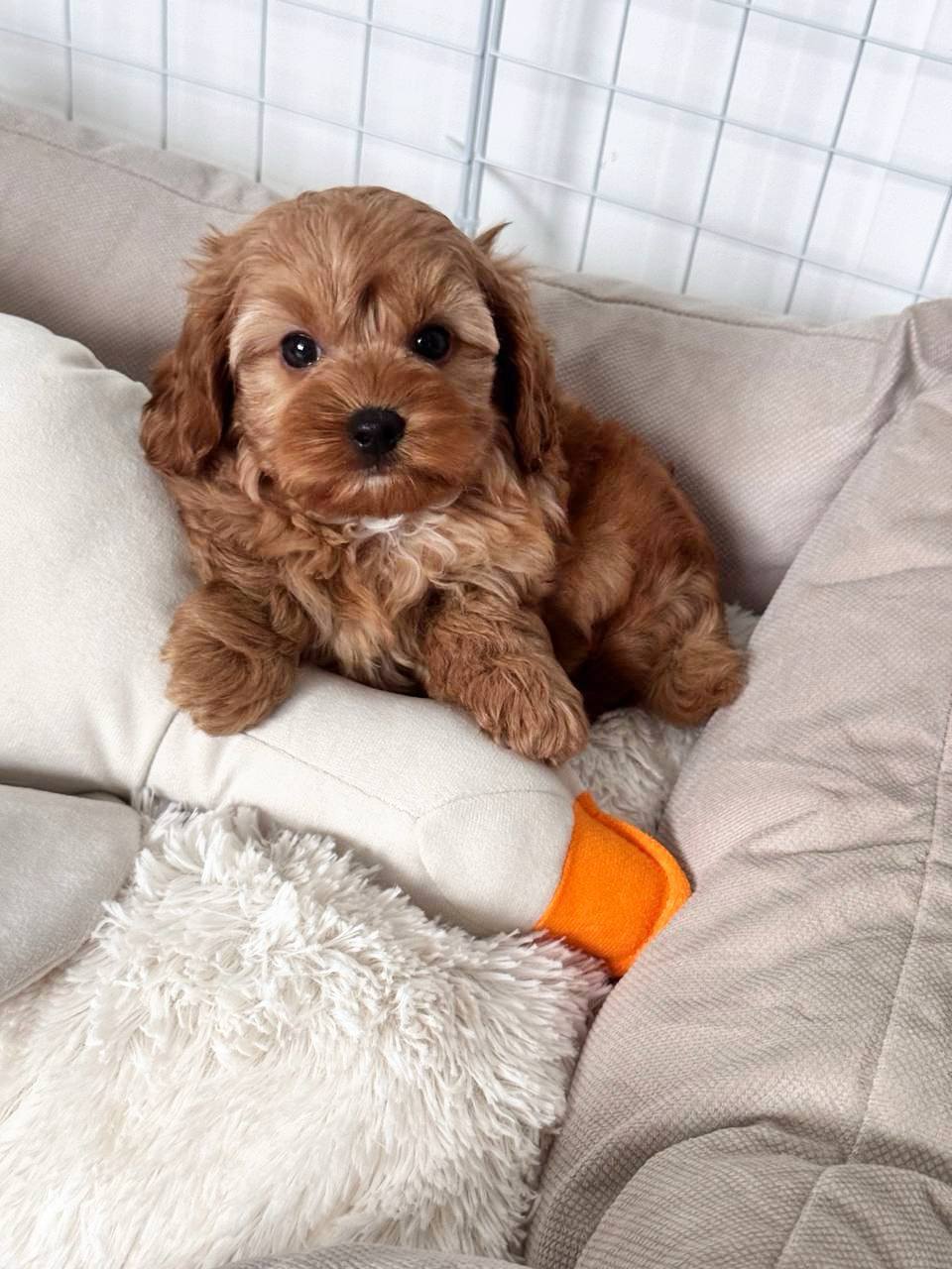 Cavapoo for Sale in Anand Vihar