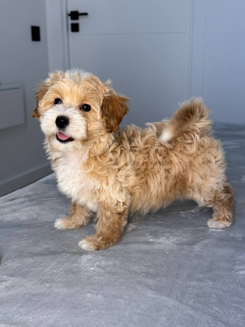 Cavapoo for Sale in Anantnag