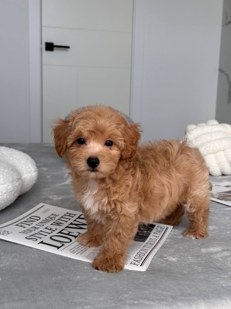 Cavapoo for Sale in Baramulla
