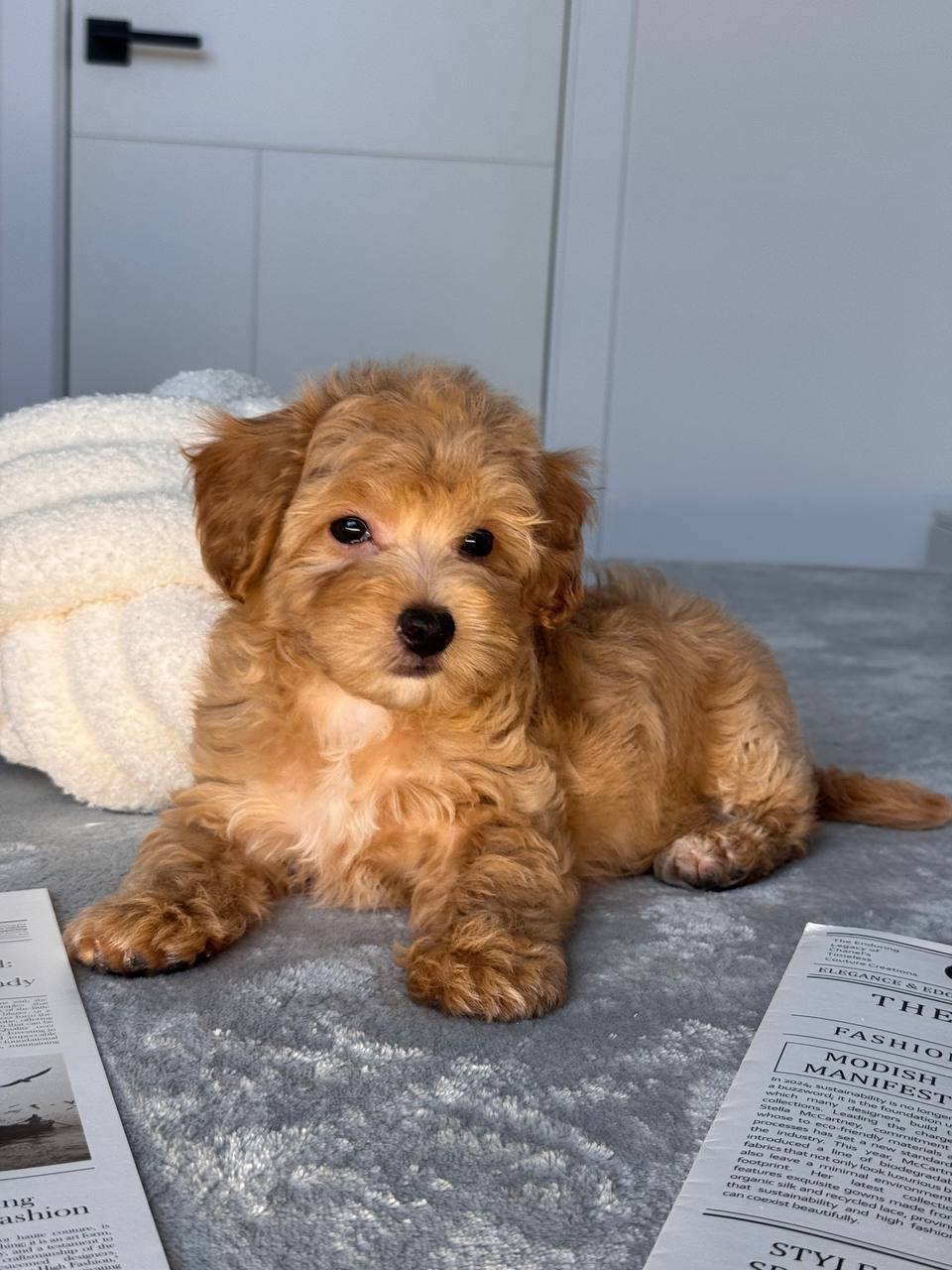 Cavapoo for Sale in Coimbatore