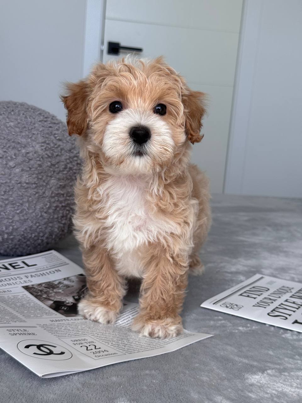 Cavapoo for Sale in Kolasib
