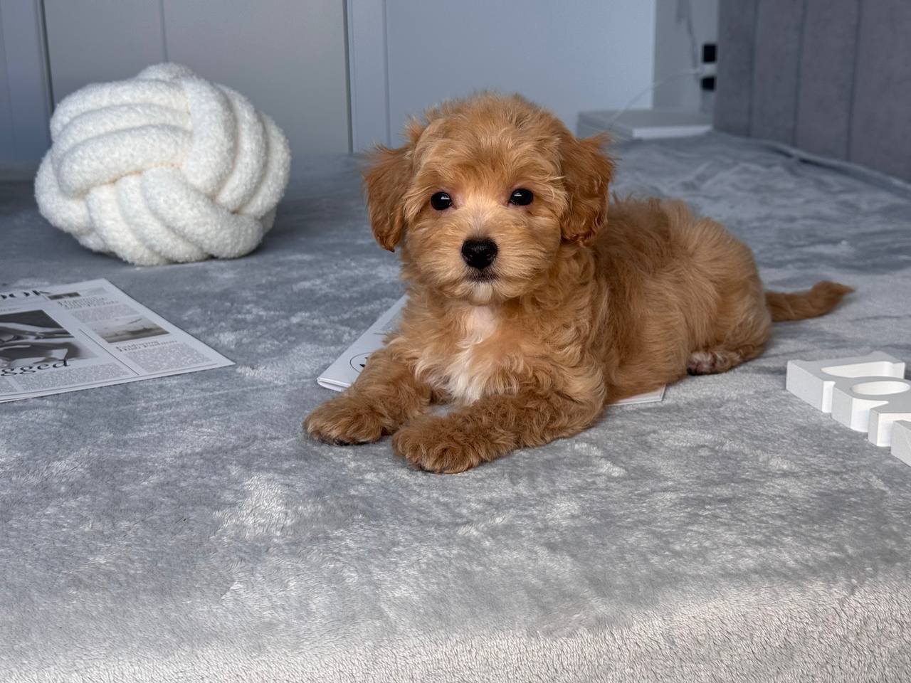 Cavapoo for Sale in Korba