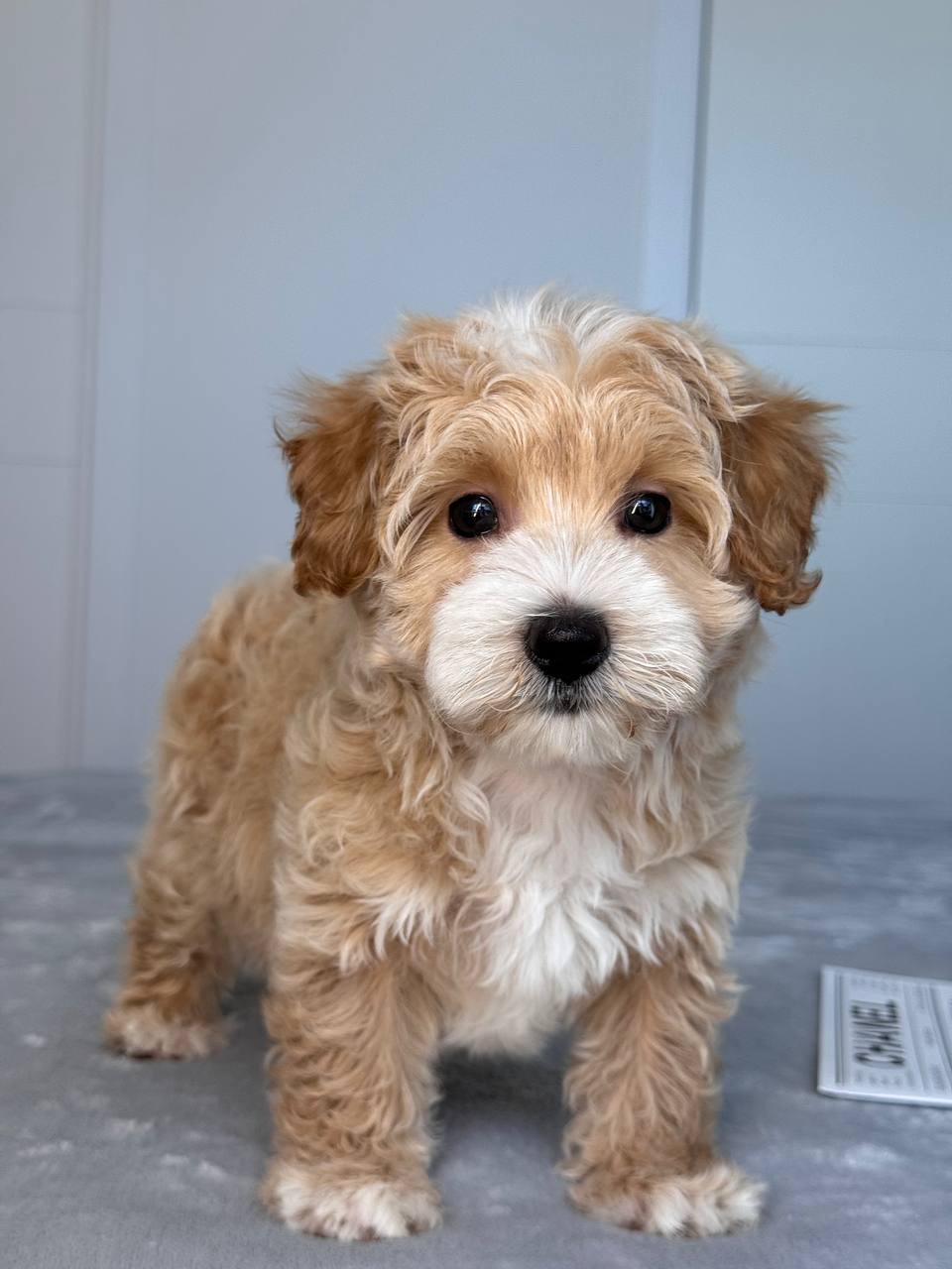 Cavapoo for Sale in Kargil
