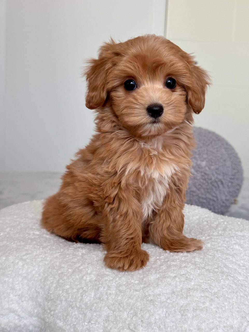 Cavapoo for Sale in Hyderabad
