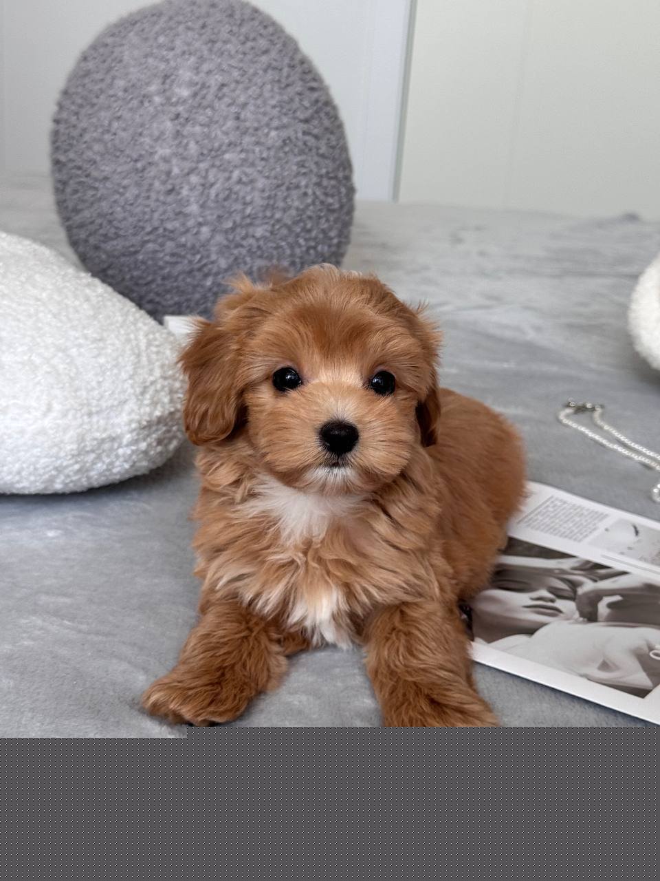 Cavapoo for Sale in Agatti