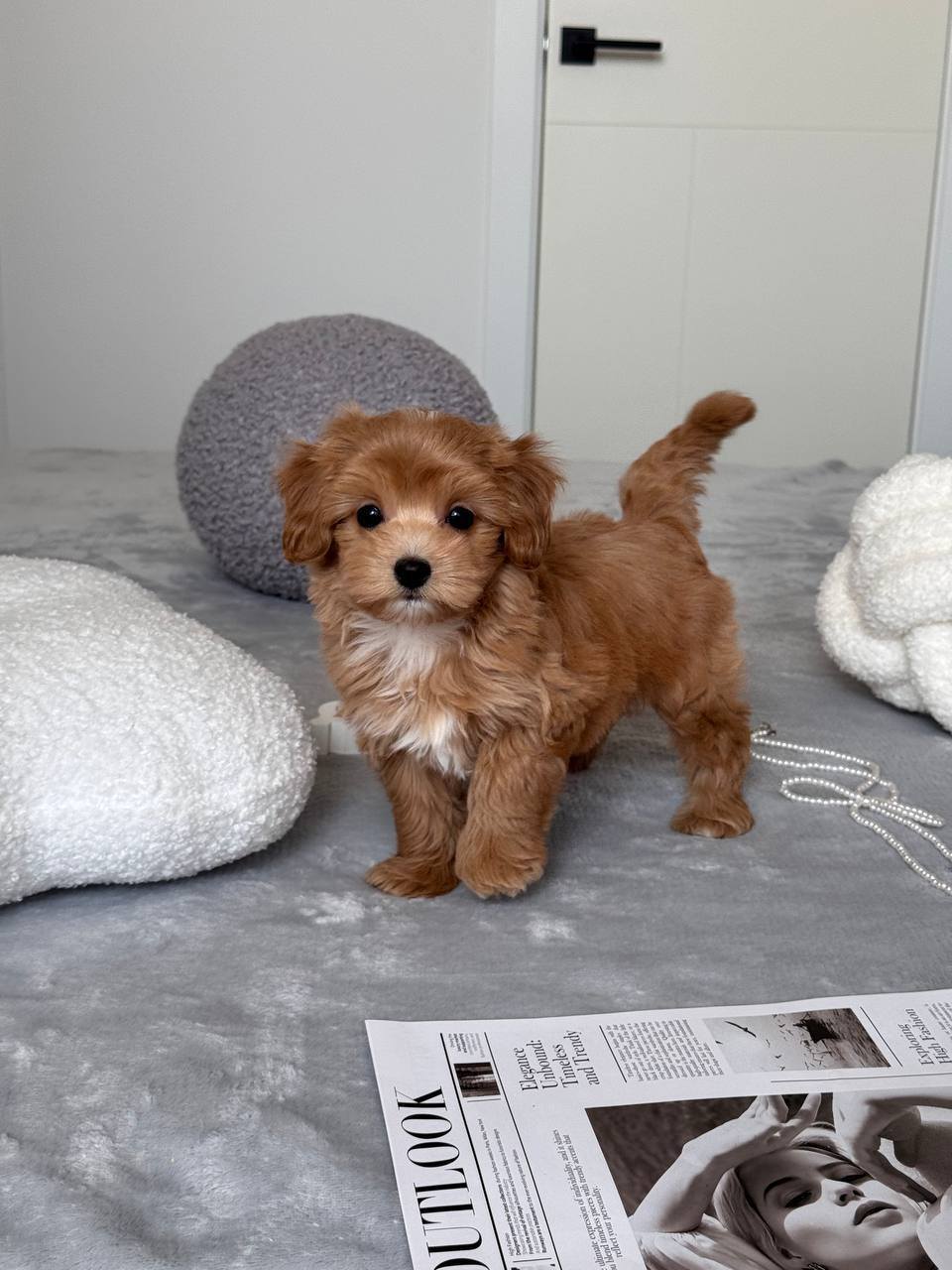 Cavapoo for Sale in Amini