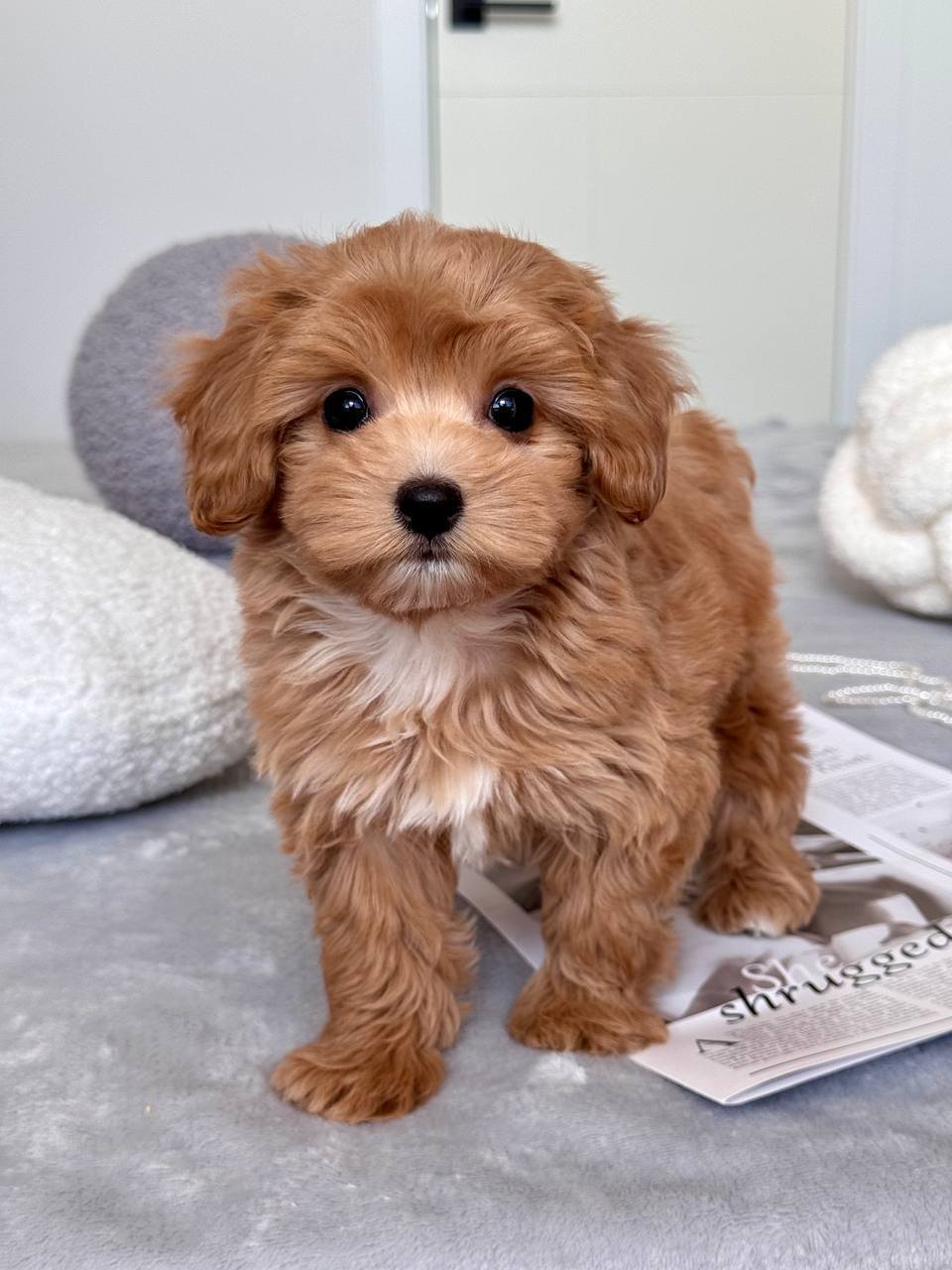 Cavapoo for Sale in Thiruvananthapuram