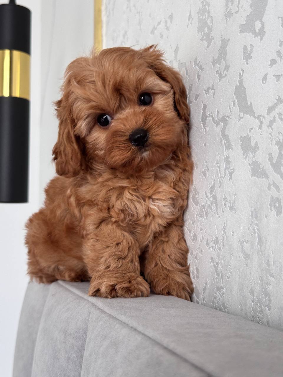 Cavapoo for Sale in Ashok Vihar