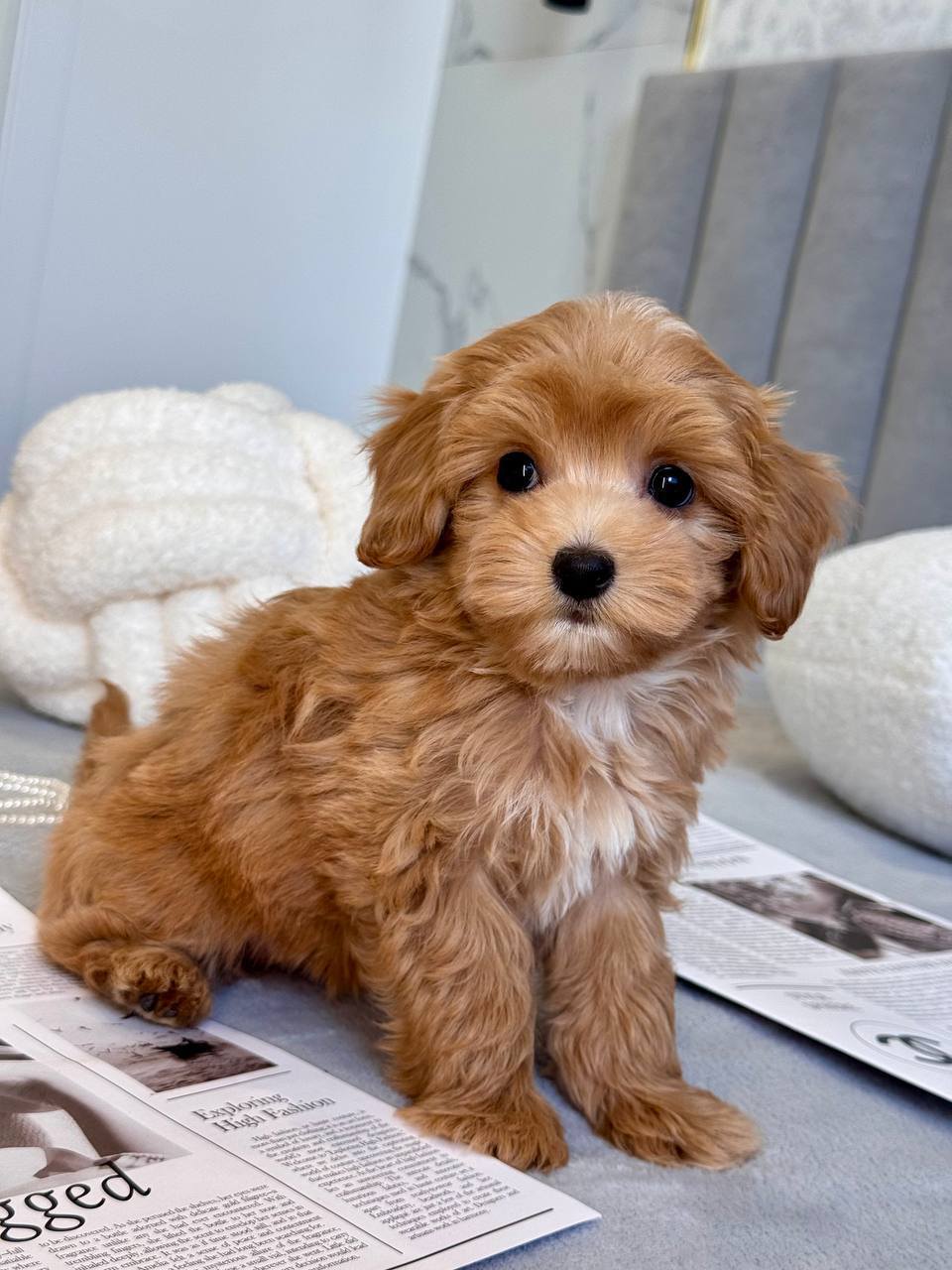 Cavapoo for Sale in Silvassa