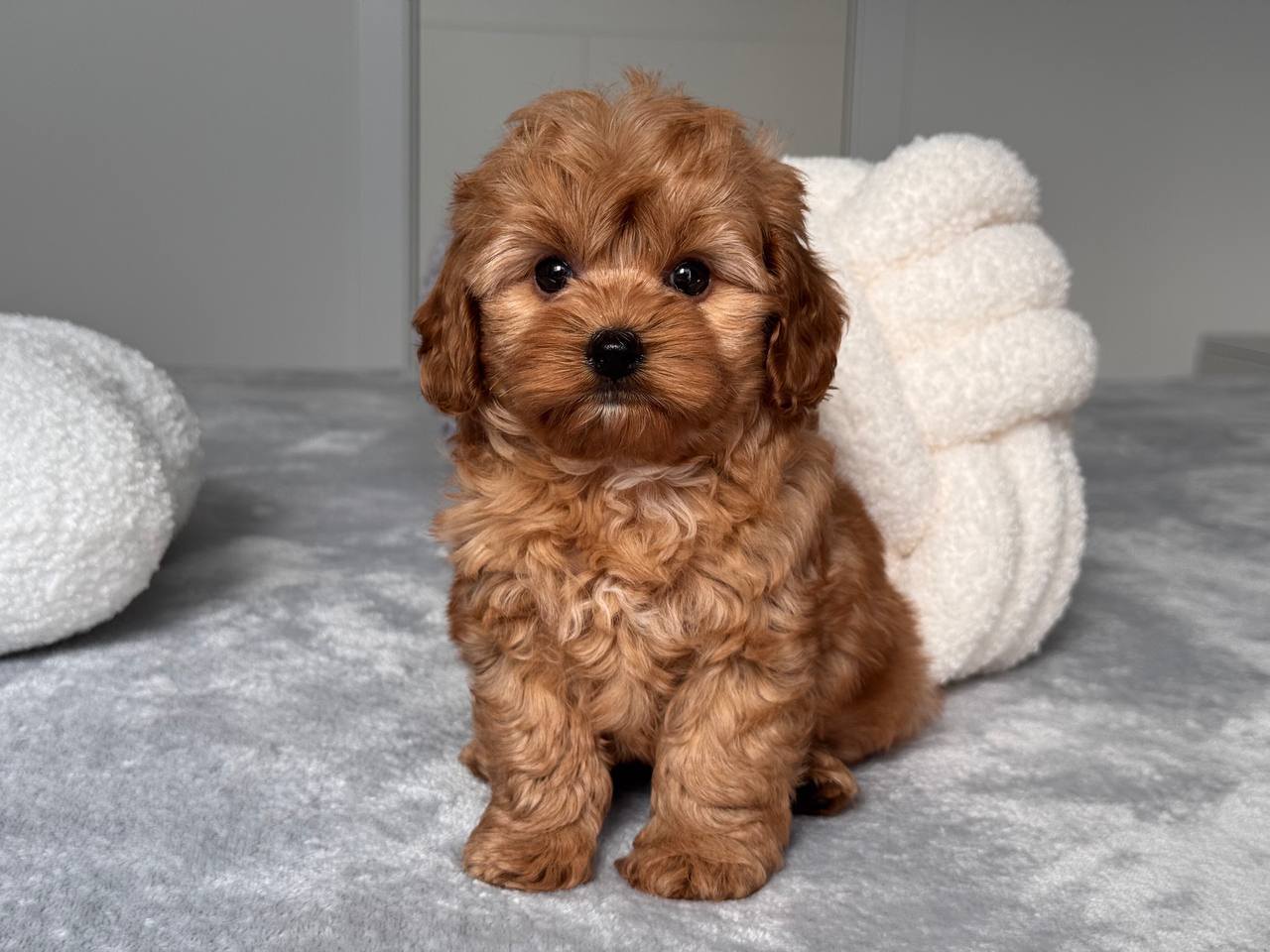 Cavapoo for Sale in Jabalpur