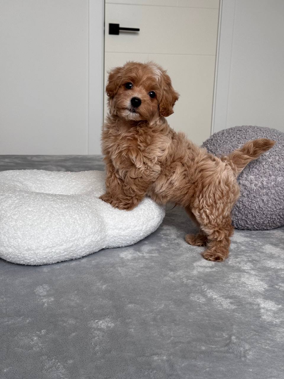 Cavapoo for Sale in Goa