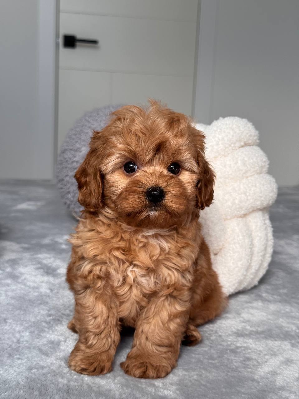 Cavapoo for Sale in Mumbai