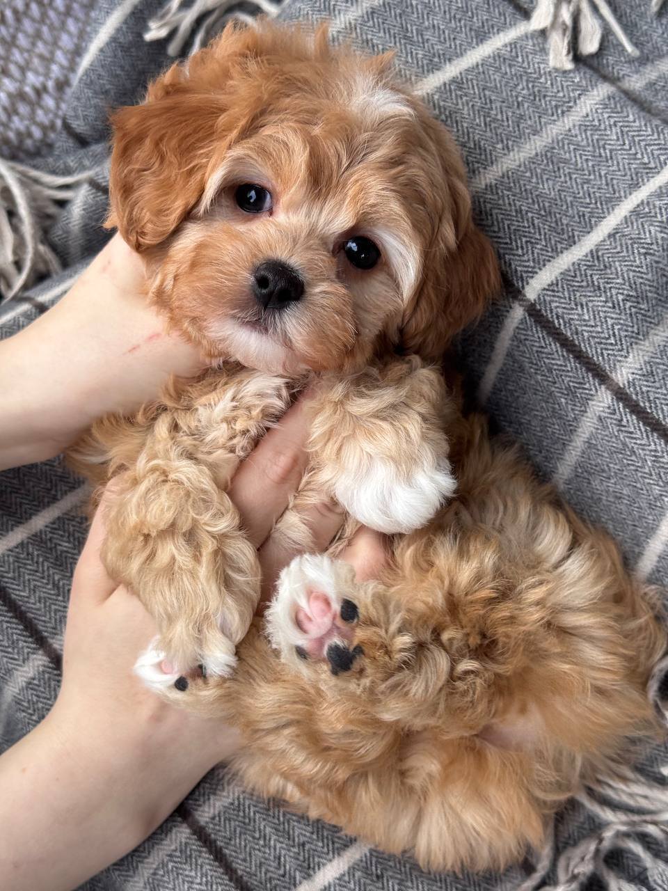 Cavapoo for Sale in Faridabad