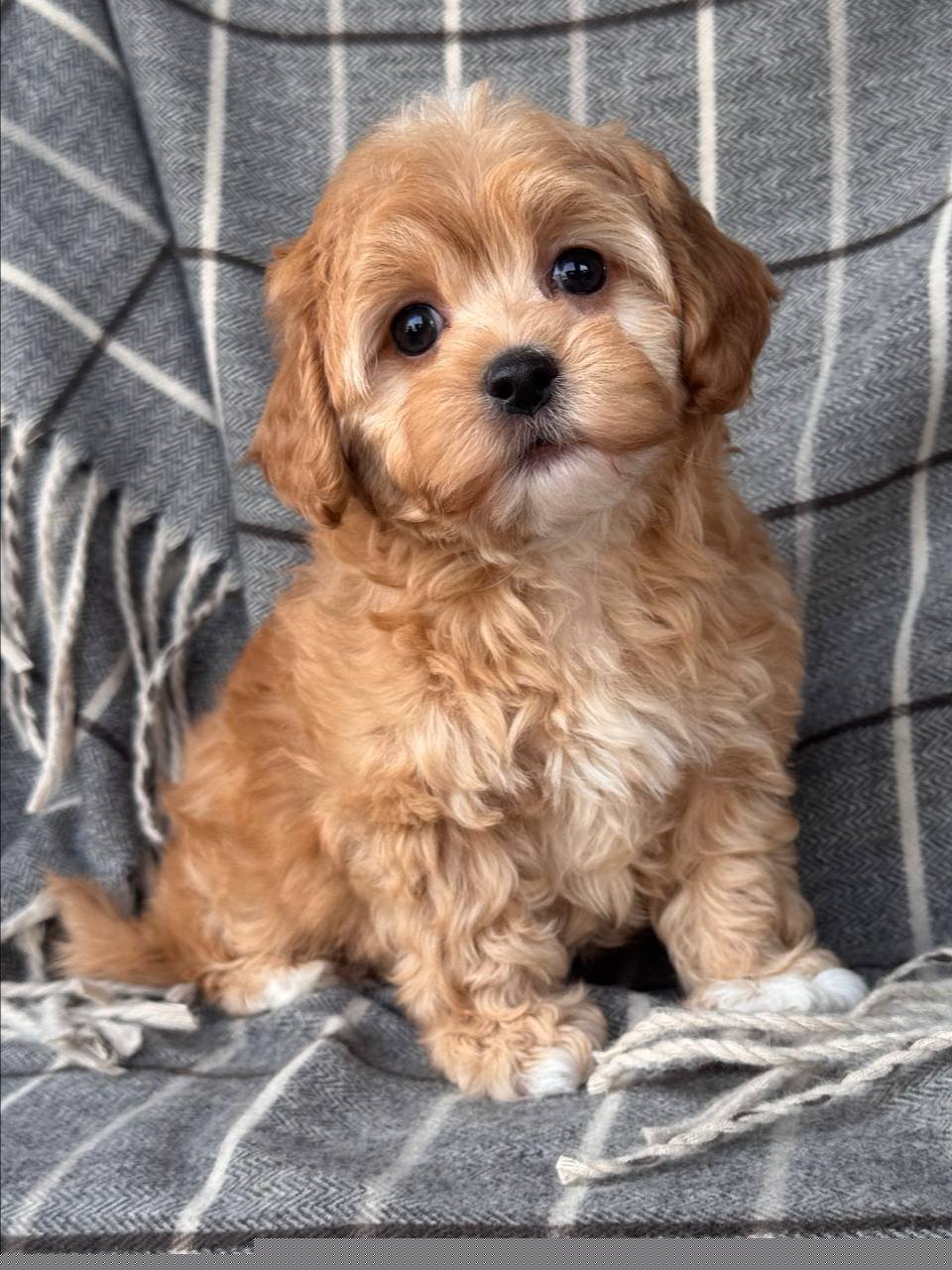Cavapoo for Sale in Jalandhar