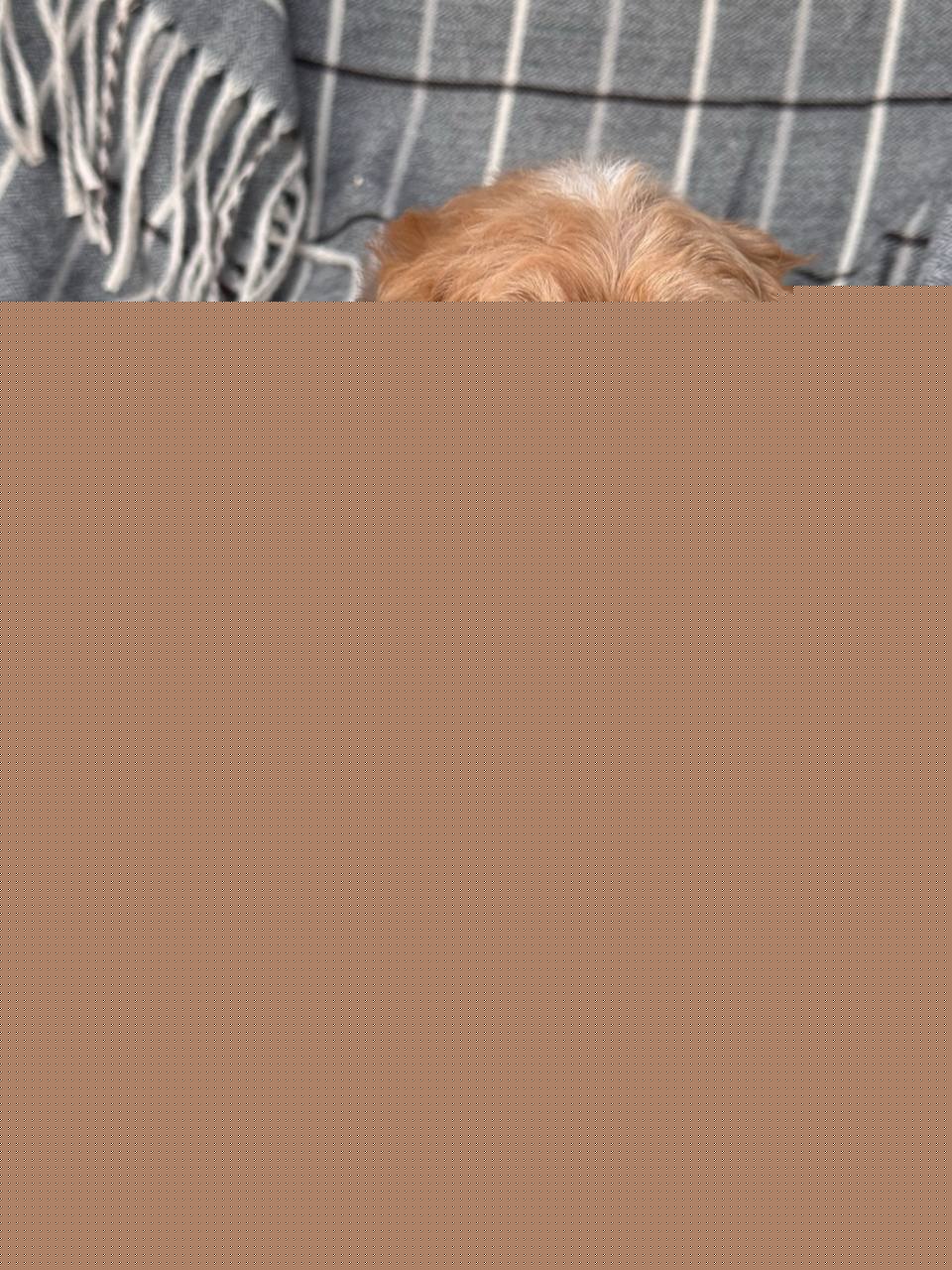 Cavapoo for Sale in Pune