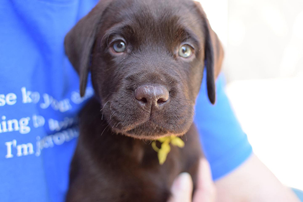 Chocolate labrador Puppies For Sale in Delhi