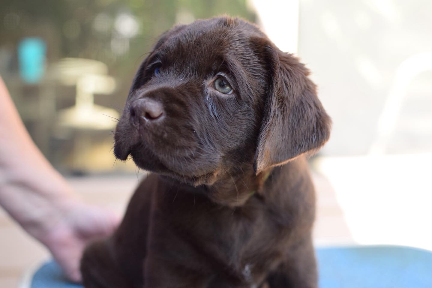 Chocolate labrador Puppies For Sale in Agra