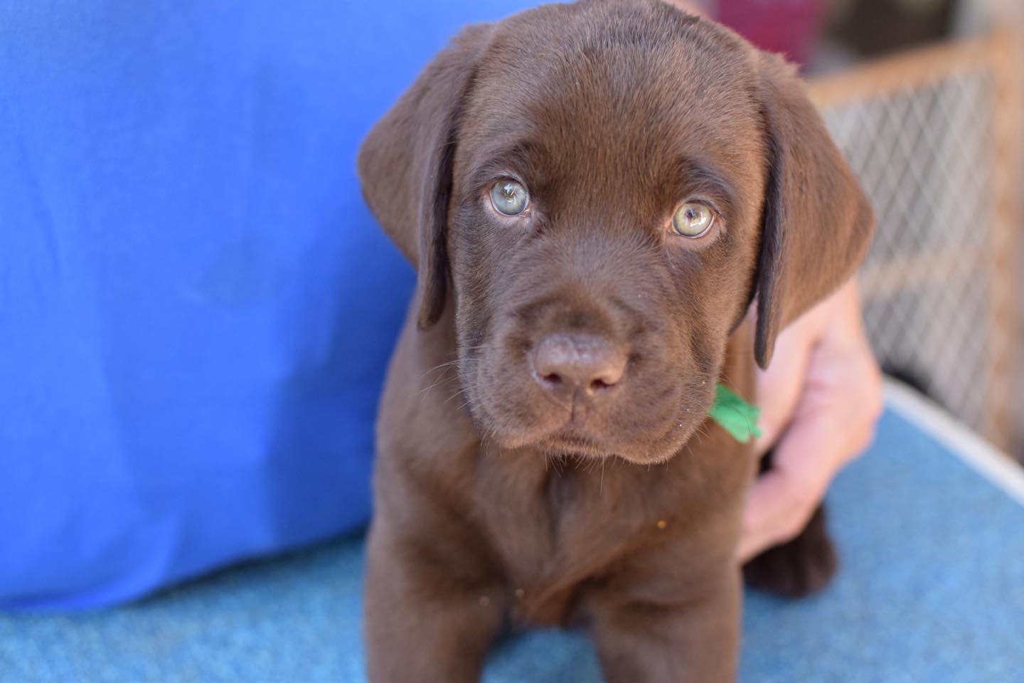 Chocolate labrador Puppies For Sale in Varanasi