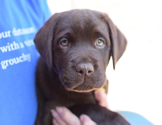 Chocolate labrador Puppies For Sale in Lucknow